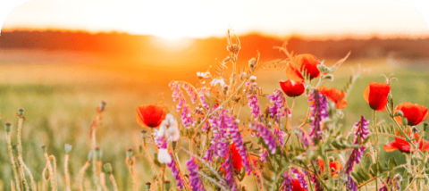 reflexologie-plantaire-printemps-cabinet-a-fleur-de-vie-mouilleron-le-captif.png